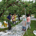 日本新潟笠原農園桃 (箱)