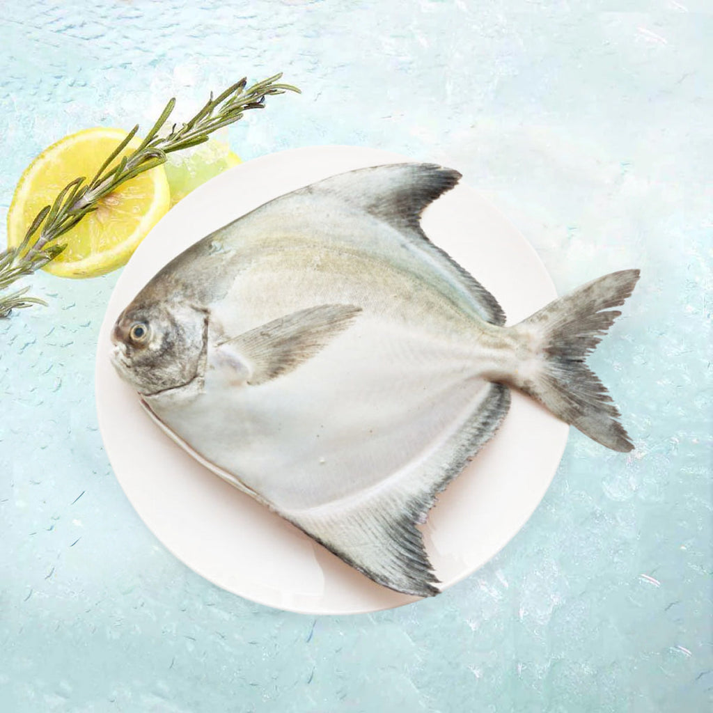 Local Wild Pomfret  (600g)