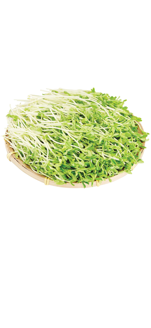本地有機翡翠苗  (600g)