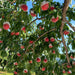 Japan Yamanashi Ohtouryou Peach (Case) (1box)