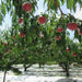 Japan Yamanashi Ohtouryou Peach (Case) (1box)