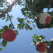 Japan Yamanashi Ohtouryou Peach (Case) (1box)