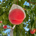 Japan Yamanashi Ohtouryou Peach (Case) (1box)