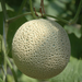 Japan Kochi Emerald Melon (1.3 - 1.6kg/pc)